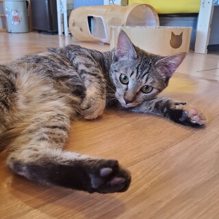 小さな体のお転婆姫くらりちゃん♀