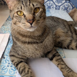 ぷにぷに柔らかい甘えん坊のらり君♂