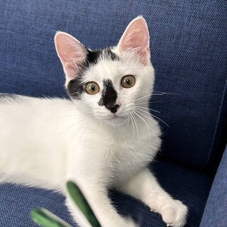 【里親さま決定】白ぶちくん/生後3ヶ月