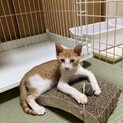 遊ぶことが大好き！茶白子猫のキラくん