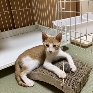 倉庫で生まれた子猫ちゃん」愛知県 - 猫の里親募集(466092