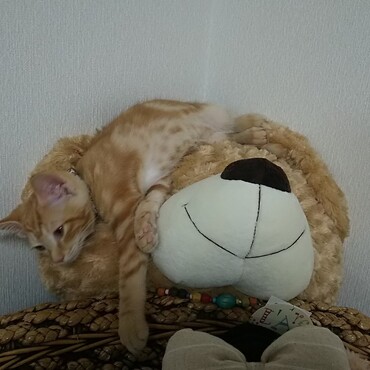 の写真