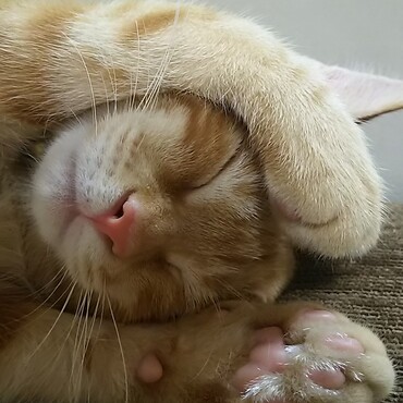 の写真