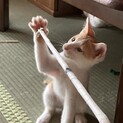 茶白子猫のシュリくん