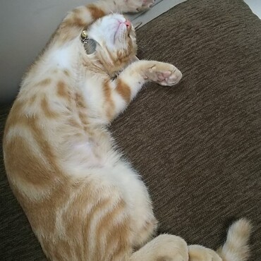 の写真