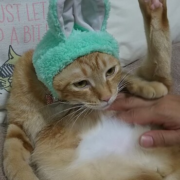 の写真