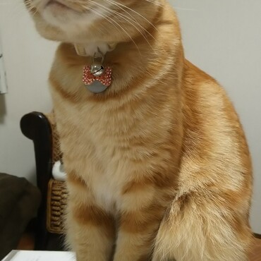の写真
