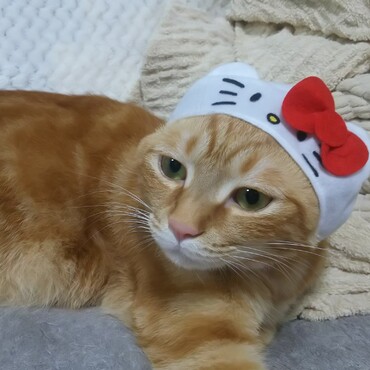 の写真