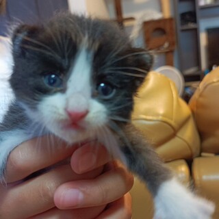 白黒ハチワレ１ヶ月くらい