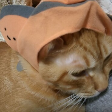 の写真