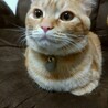 の写真
