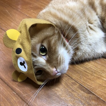 の写真