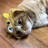 の写真