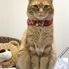 の写真