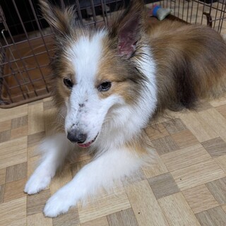 募集中断【甘えんボーイ】シェルティのハルくん