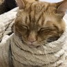 の写真