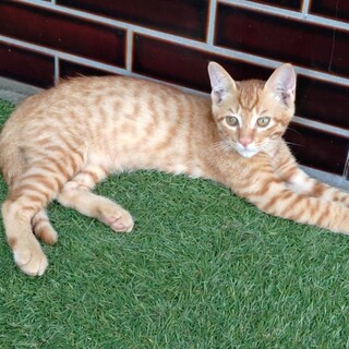 野良猫の赤ちゃんです