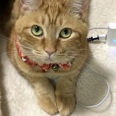 の写真