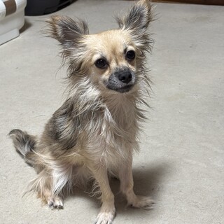 お利口さんのチワワです