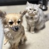 お利口さんのチワワです サムネイル2