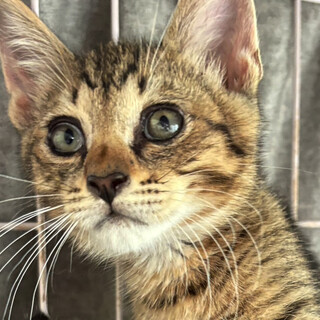 キジトラ猫ウズク♂3ヶ月