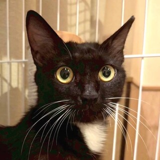 10/12南浦和シェルター参加　ちびちゃん