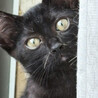 ちょっと怖がりの黒猫ヨウ♀3ヶ月 サムネイル3