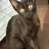 ちょっと怖がりの黒猫ヨウ♀3ヶ月 サムネイル5