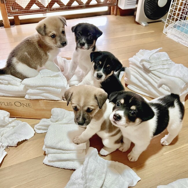 あずかりさんのカバー写真