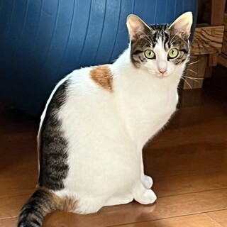 個別お見合い受付中★いろはちゃん