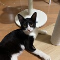 （里親様決定）人懐っこいハチワレ いちふくくん