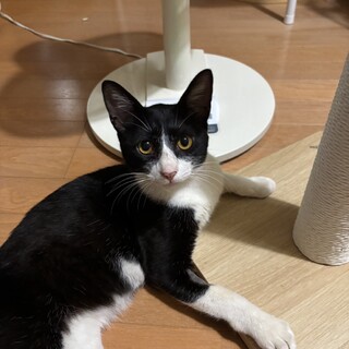 （里親様決定）人懐っこいハチワレ いちふくくん