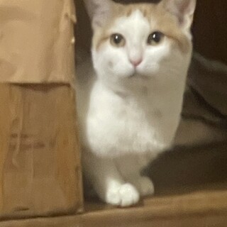 （里親様決定）可愛い丸顔の蓮（れん）ちゃん