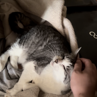 甘えん坊のマロンちゃん