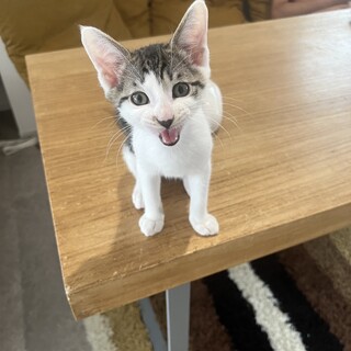 陽キャでフレンドリーなペペロンチーノ君