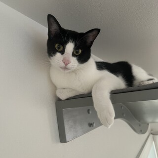 わんぱくイケメンのコパトーン君