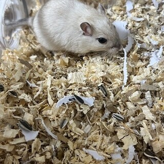 ジャービル里親の募集