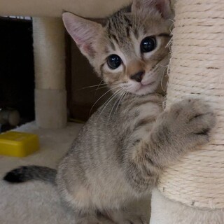 めちゃくちゃ可愛いルイの家族大募集！