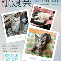 保護ねこ譲渡会