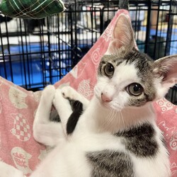 保護ねこ譲渡会 サムネイル2