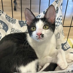 保護ねこ譲渡会 サムネイル3