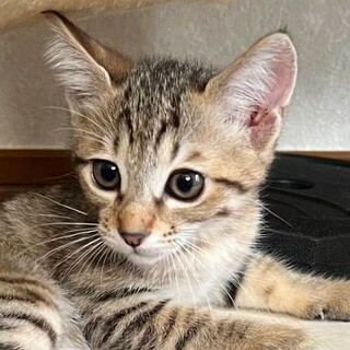 ベタ慣れマユ！メロメロ間違いなし！