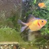 金魚(琉金)稚魚 サムネイル2