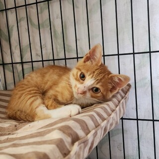 仮名:ちゃろくん