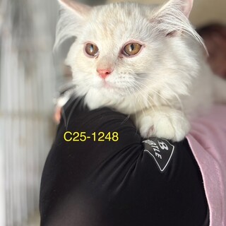 C25-W1248 綺麗な可愛い仔猫ちゃん♪