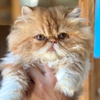 C25-M1250　ブサカワエキゾ仔猫