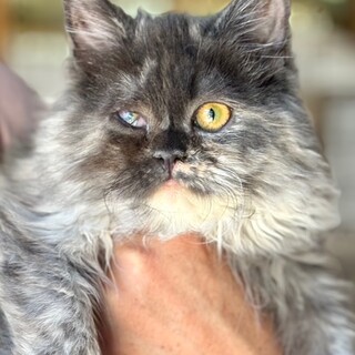 C25-W1251　ラガマフィン