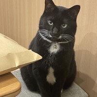 ごま