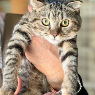 C25-W1252　可愛い仔猫ミヌエット♪