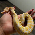 ボールパイソンアルビノオス一歳